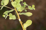 Warty spurge